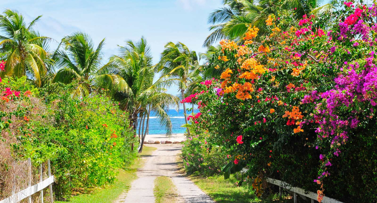Carib_OSS_12816